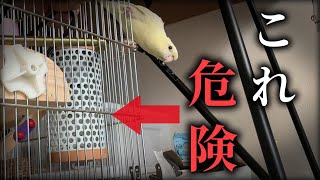 【注意】寒い時期の味方！保温電球に潜む危険・・・実体験をお話しします【インコ】