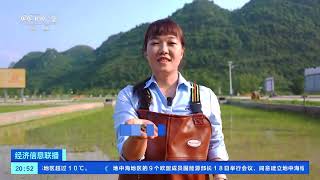 [经济信息联播]广西柳州：稻螺共养 特色养殖促增收| 财经风云