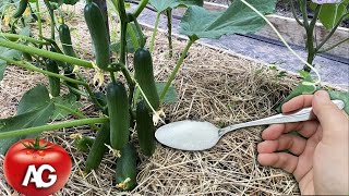 I was shocked! After this feeding, even dead Cucumbers, Tomatoes give a huge harvest!