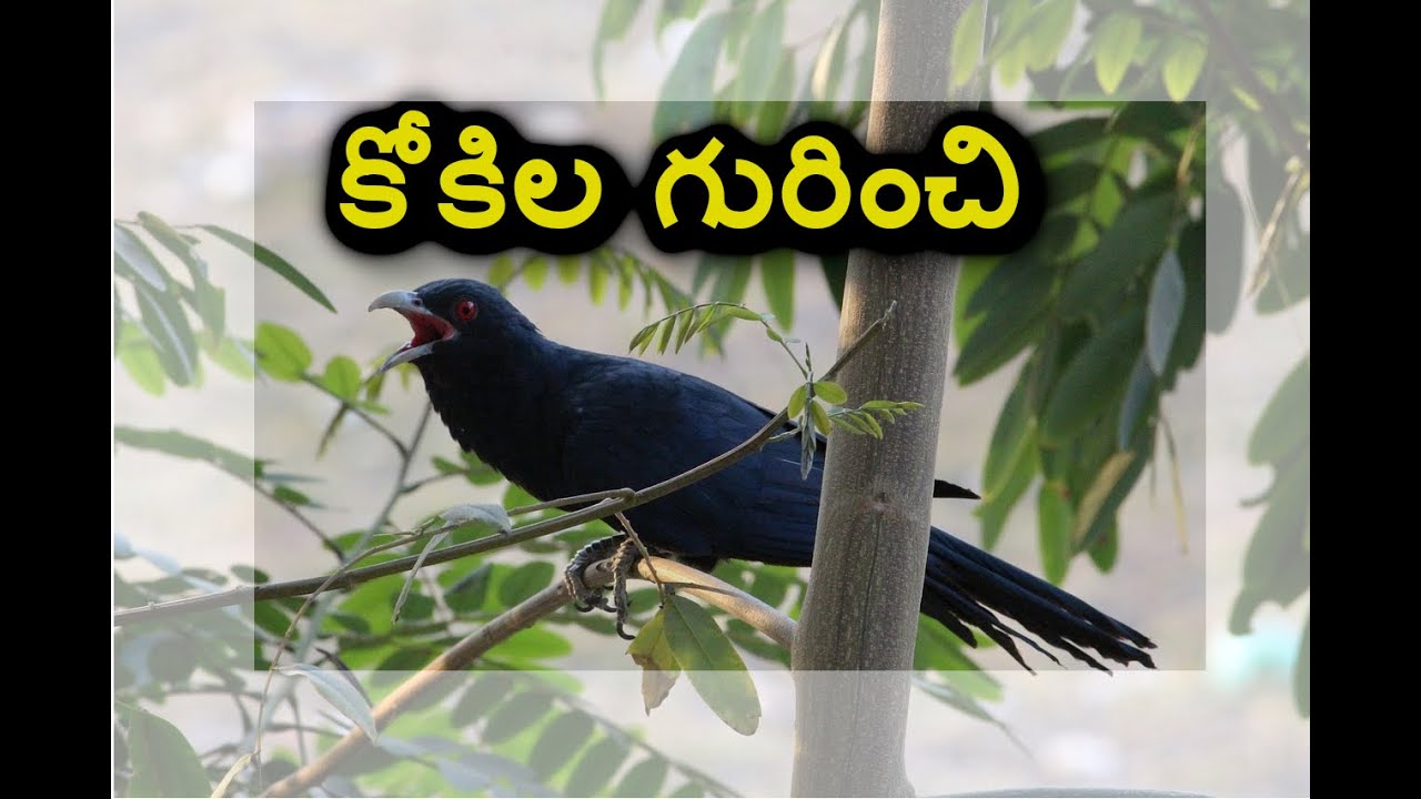 About Koyila (kokila) కోకిల గురించి cuckoo bird in Telugu Koyila