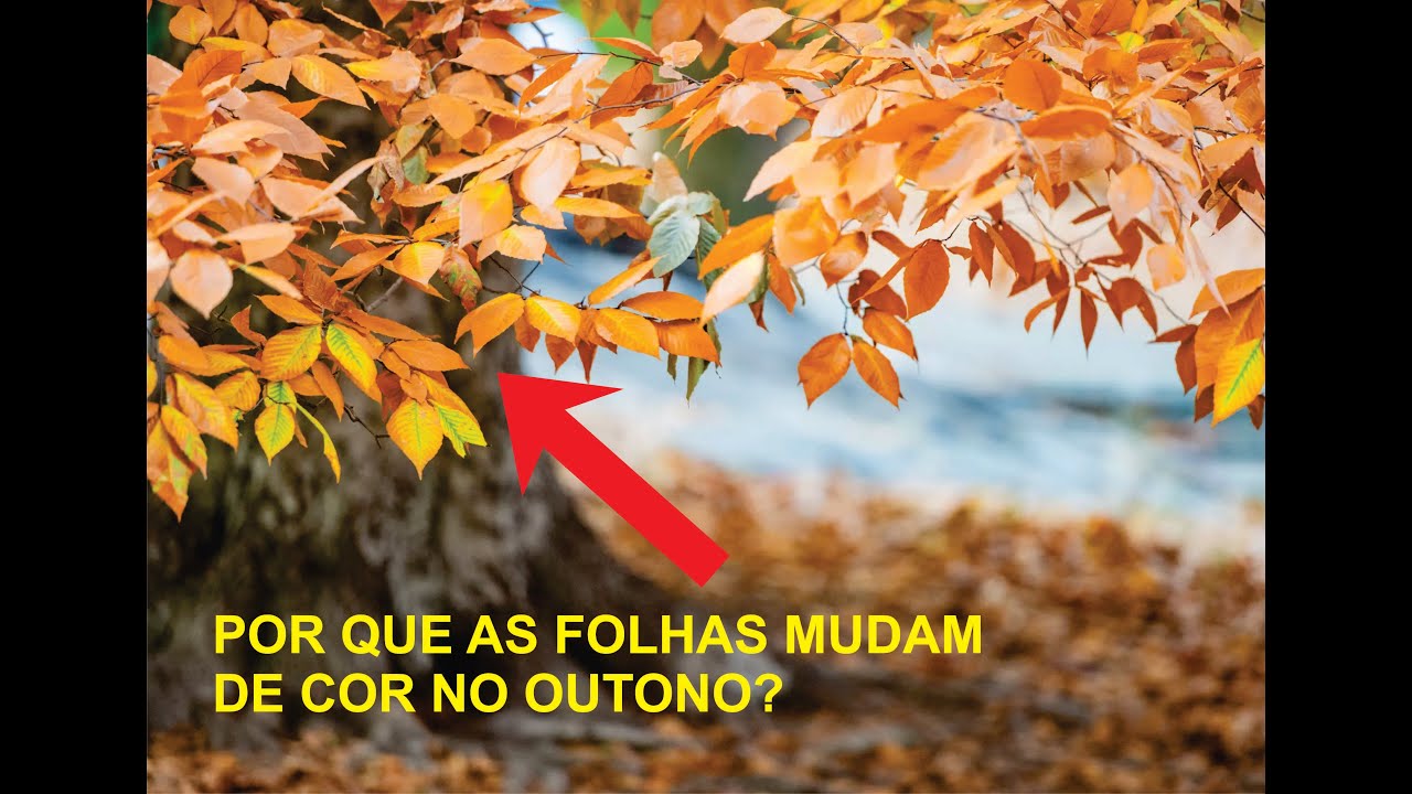 Por que as folhas mudam de cor no outono? - YouTube