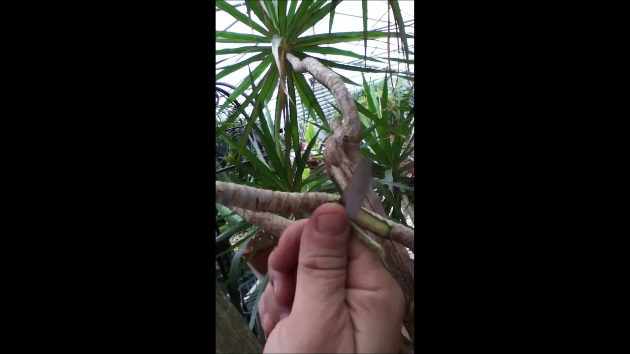 Air layering a dracena part 1 YouTube