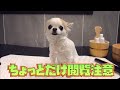 自宅で犬のシャンプー2  上級者向け肛門線絞り生LIVE 【ちょっと閲覧注意】