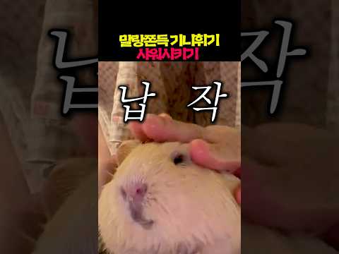 말랑쫀득 기니휘기 샤워시키기 ㅋㅋ thumbnail