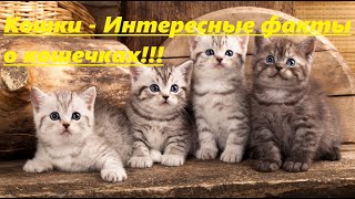Кошки - Интересные Факты О Кошечках!!!