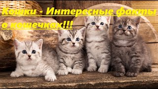 Кошки - Интересные факты о кошечках!!!