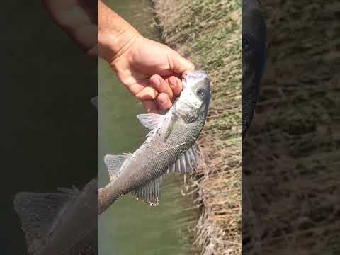 #levrek #fishing #lrfavı