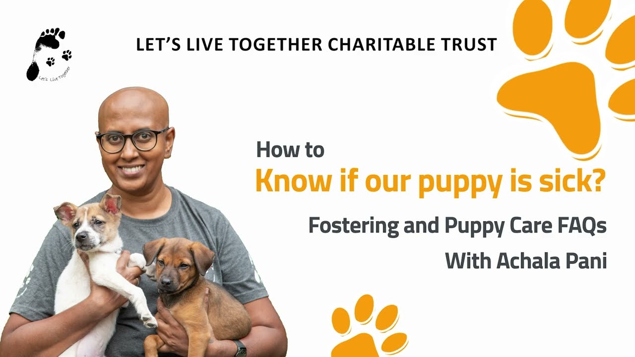How to know if your puppy is sick | Puppy Care FAQs with Achala Pani | Let’s Live Together