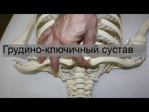 Грудино-ключичный сустав
