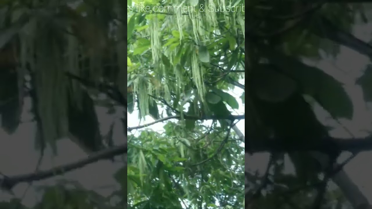 Mind Blowing Tree, nature is beauriful