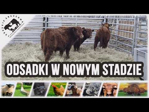 Lubuskie Angusowo - S9 E2 - Our weanlings in the new herd