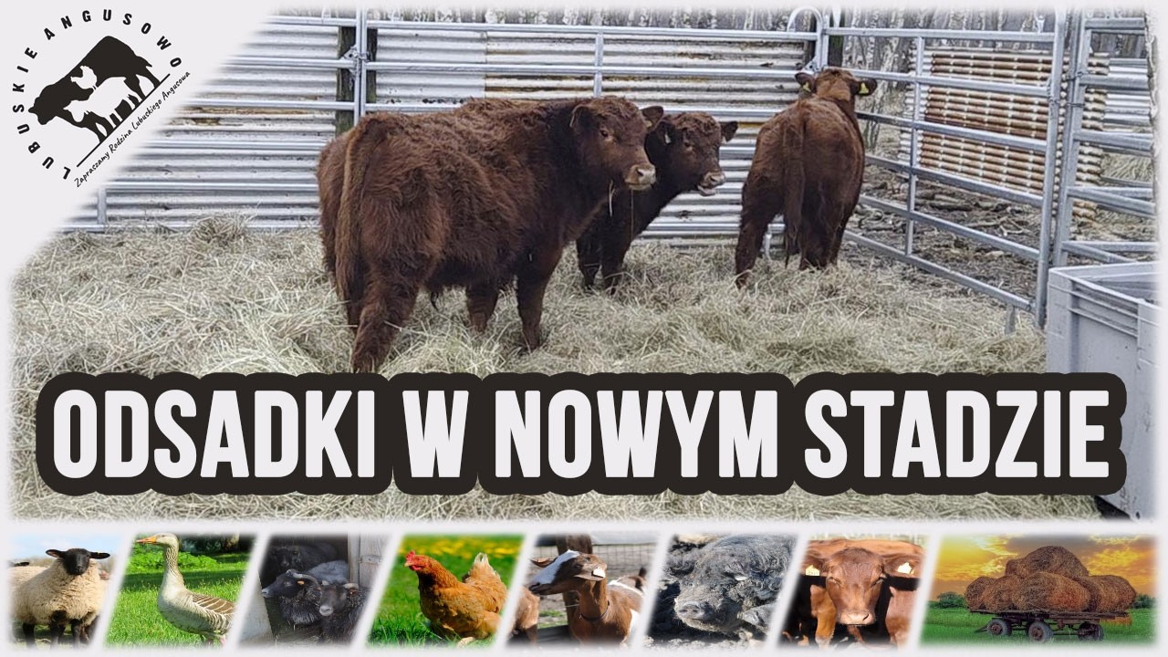 Lubuskie Angusowo - S9 E2 - Nasze odsadki w nowym stadzie