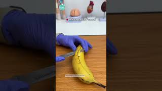 Wound Dressing Practice – at home! 🩹🍌