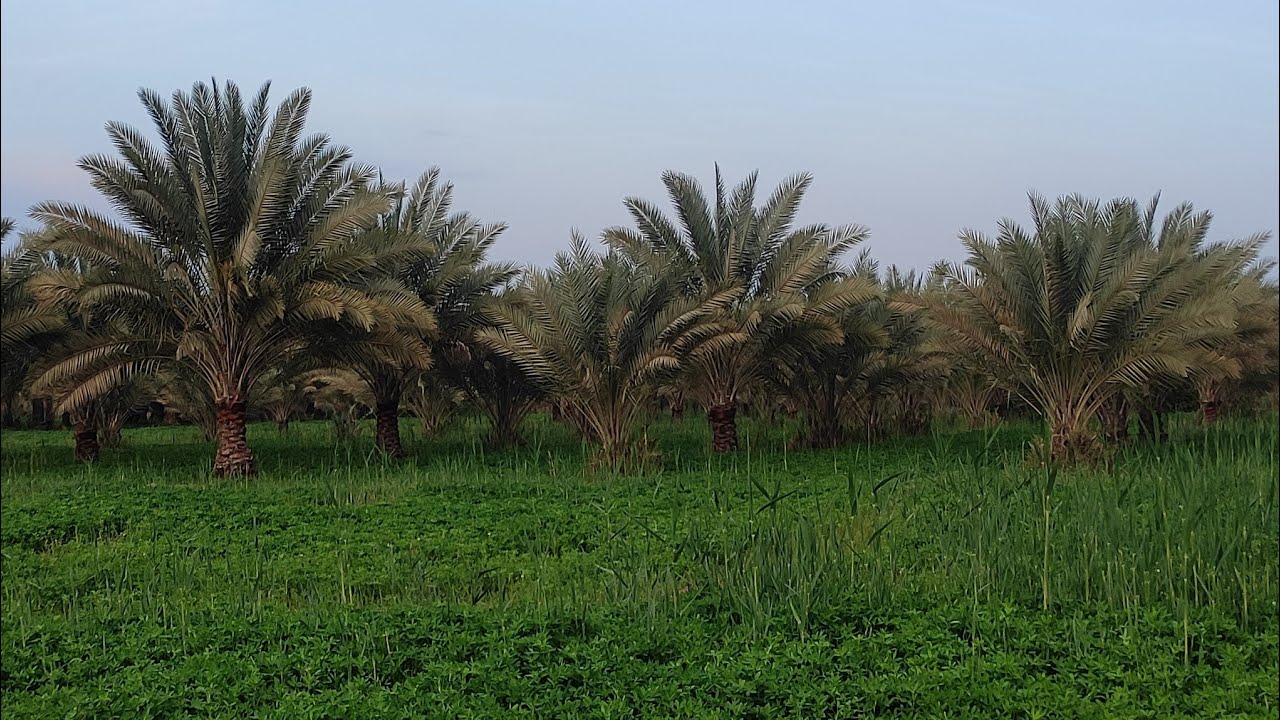 افضل الطرق المستخدمة للتجذير مع سيد جبار المحنة