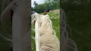 Walk To Canter Gopro Transition
