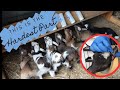 Prepping Baby Goats For Their New Home | How to Tattoo Goats | Three Little Goats Homestead