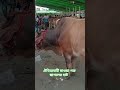 ঐতিহ্যবাহী মাওয়া গরুহাট 🐄🐐 #funny #গরুরহাট২০২৫ #eid #shortvideo #trending
