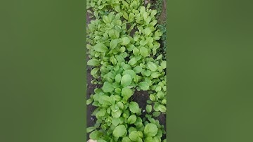 cách chăm sóc cải ngọt mùa mưa bằng phân hữu cơ đã qua ủ mục cho cây xanh tốt và xốp đất