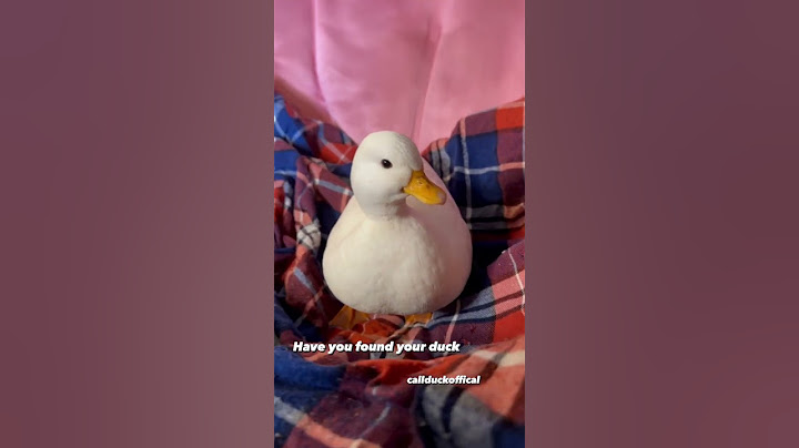 How to pick up a duck. @wrinkletheduck