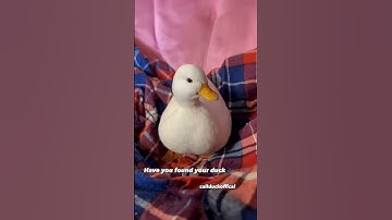 Thumbnail of How to pick up a duck. @wrinkletheduck