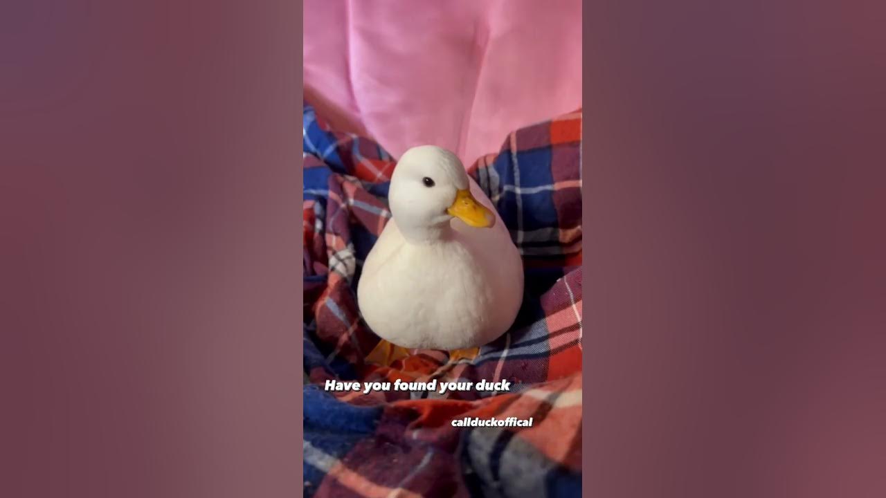 How to pick up a duck. @wrinkletheduck How to pick up a duck. @wrinkletheduck