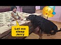 My Dog Making fun of my baby | funny dogvideos | cute dogs |@snappygirls02