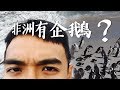 【南非7】蛤？非洲有企鵝？ Penguin in South Africa!?