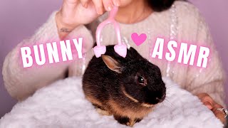 Download Lagu ASMR CUTE BUNNY SPA TREATMENT MP3 Download Lagu ASMR CUTE BUNNY SPA TREATMENT MP3
