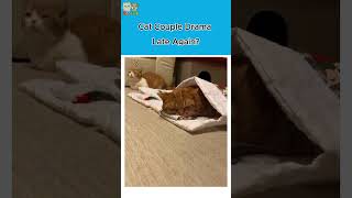 Cat Couple Drama: Late Again? #cat