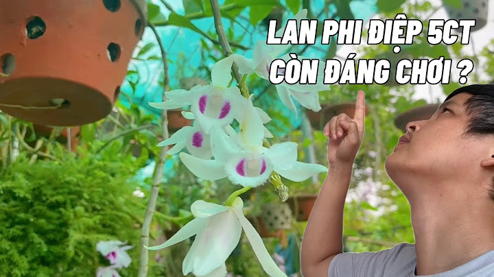 Lan phi điệp tiếng anh là gì