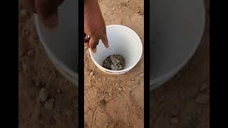 Dog 🐕 poop 💩/food  composter/ bokashi/ digester