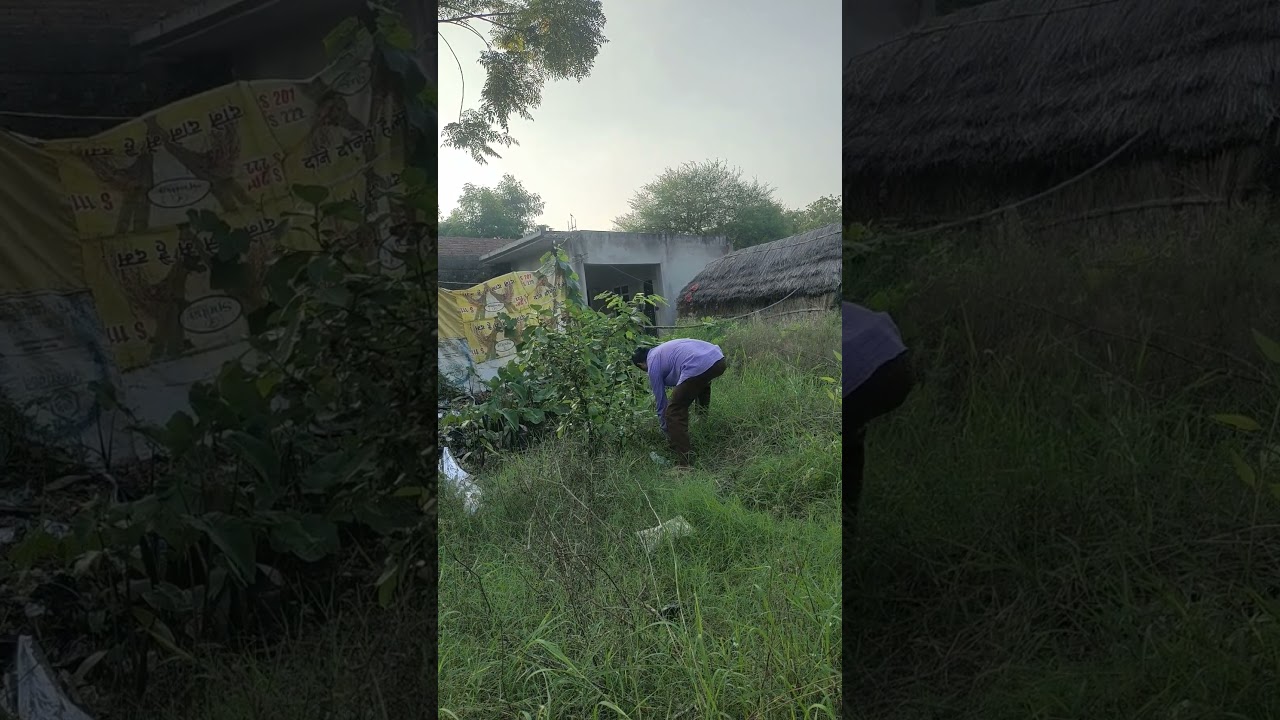 vraksh lagao vriksh bachao