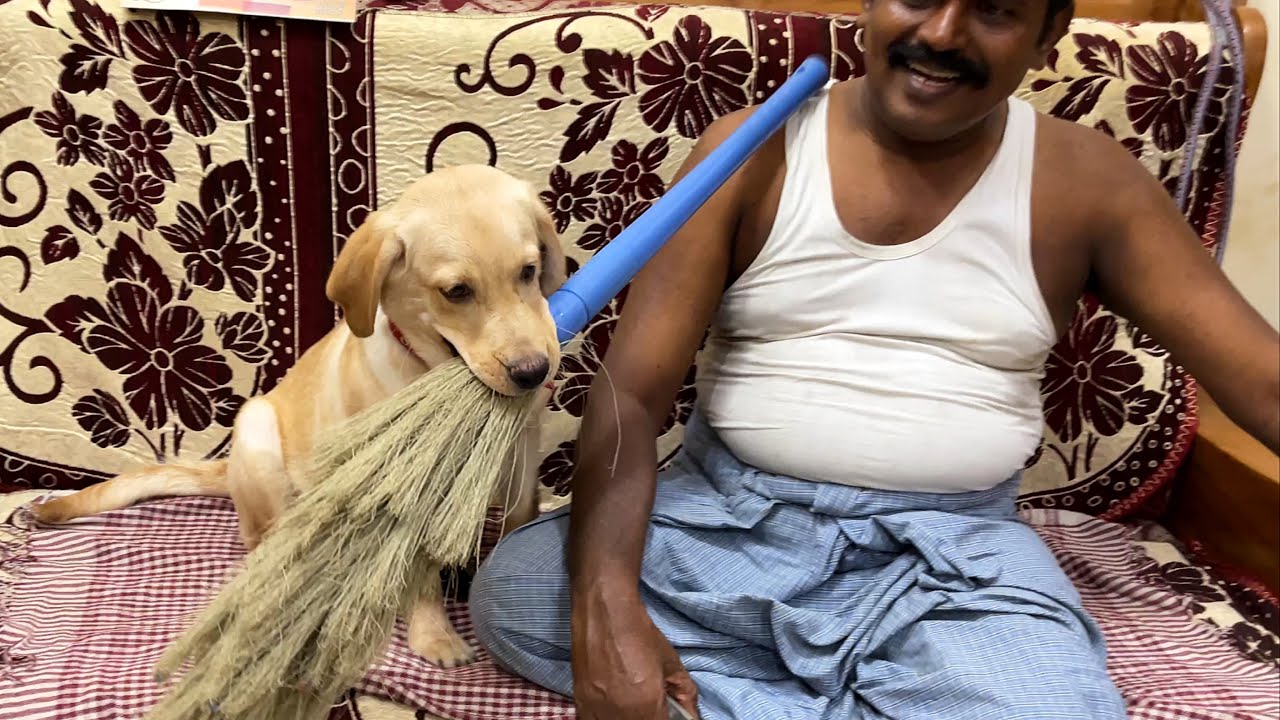 Labrador puppy helps mom by sweeping the floor with broomstick | Little John |