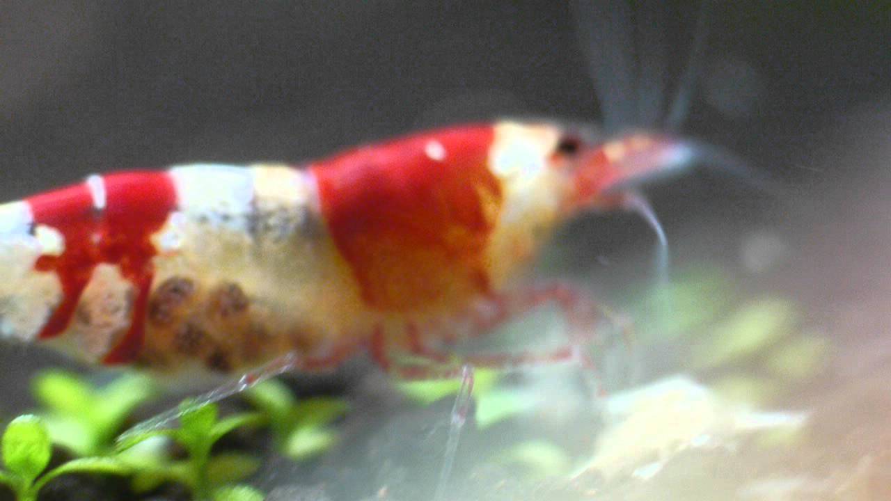 水晶蝦 抱卵 Youtube