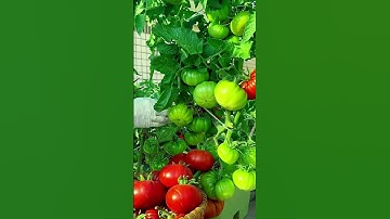 Petani sederhana panen tomat super segar sangat memuaskan #shorts