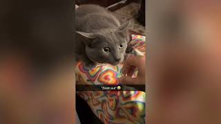 Funny cats video compilation - It's HARD to Hold your LAUGH#dramaticcats #lolclips