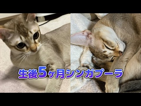生後5ヶ月シンガプーラの赤ちゃん#kitten #cat #シンガープーラ #子猫