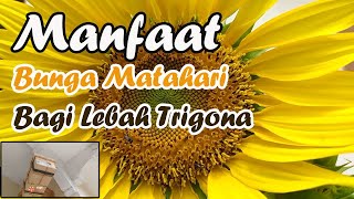 Manfaat Menanam Bunga Matahari untuk Lebah Trigona