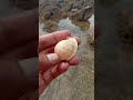 Si Putih totol nan cantik #seashells #youtubeshorts
