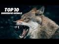 Top 10 Most Dangerous Animals in the World🦁