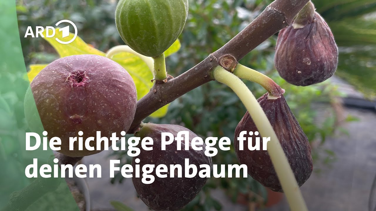 Feigen in Garten und Kübel richtig pflegen | MDR Garten