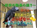 ~前回の動画の続き~おとぉ~・おとぉこぉ~・ぶっぱなー♥ ヨウムのるいちゃん