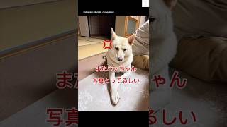 バァちゃん写真撮らないで💢　#保護犬　#犬　#かわいい犬 #犬のいる暮らし #いぬ