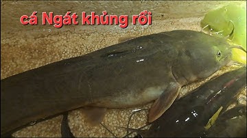 Cắm câu cá Ngát/Tiếp tục trúng mánh cá bự ở bãi gần nhà# NC 83#196