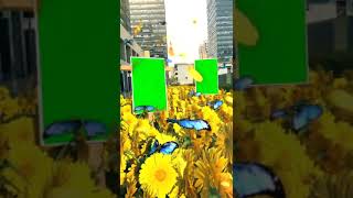 green screen video butterfly