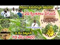 ఆముదం సాగు : Good Profits With Castor Farming | Castor Oil Plant Uses in Telugu | MNR Annadatha