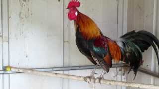 Red Jungle Fowl Best Crow