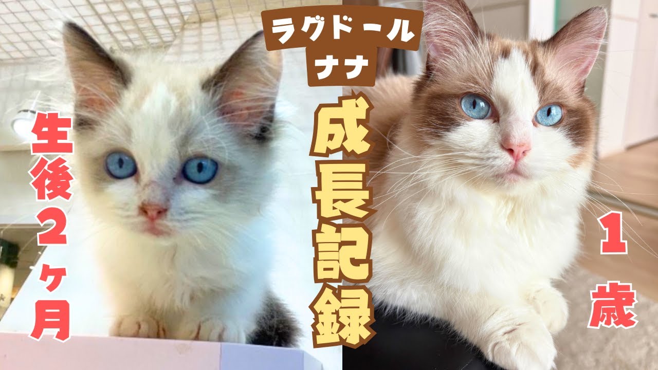 ラグドール子猫の成長記録】あどけない子猫が1年でこんなに大きく