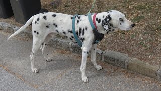 How Intelligent Are Dalmatians? Get to Know This Clever Breed!