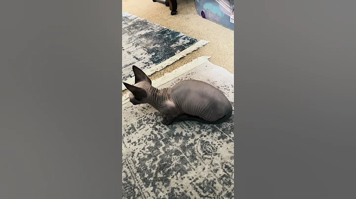 Watch the video about Precious Baby Nagini 🥹#explorepage #fyp #cat #sphynx #kitten